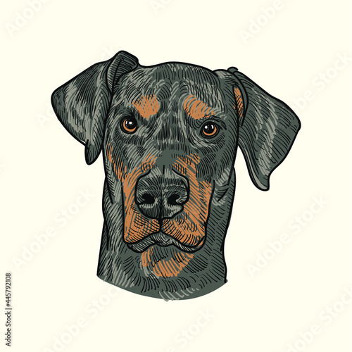  Vintage hand drawn sketch doberman dog