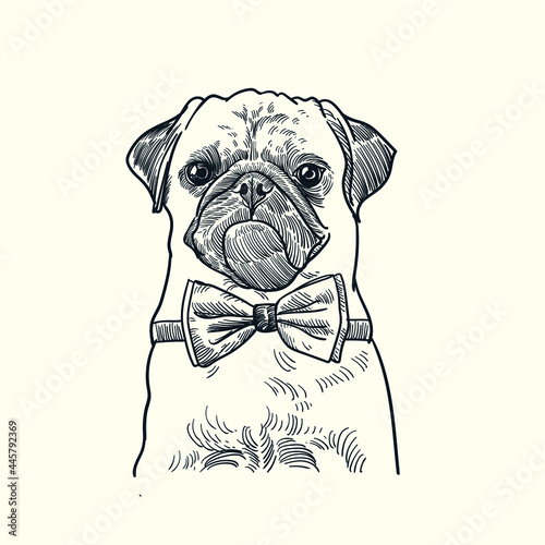 Vintage hand drawn sketch bow tie pug dog