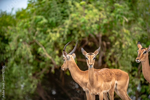 Botswana  Reise  Safari