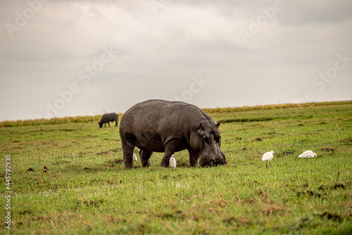 Botswana  Reise  Safari