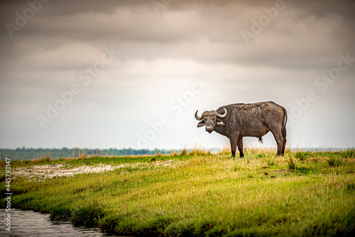 Botswana, Reise, Safari © drivemoments