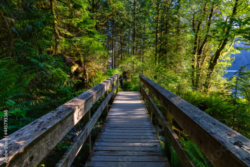 View of Hiking Path in Green and Vibrant Rain Forest during a sunny summer day. Buntzen Lake  Anmore  Vancouver  British Columbia  Canada. Nature Background