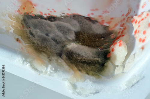 Food spoilage with mold fungi and serratia bacteria in a incorrectly stored package of curd cheese, health and hygiene concept, copy space, macro shot with selected focus photo