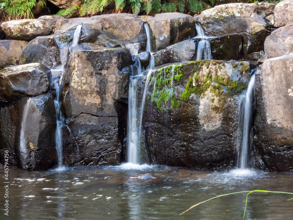 custom made wallpaper toronto digitalwaterfall in the forest