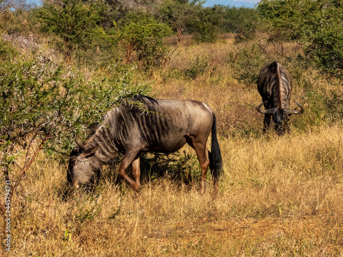 wildebeest in serengeti