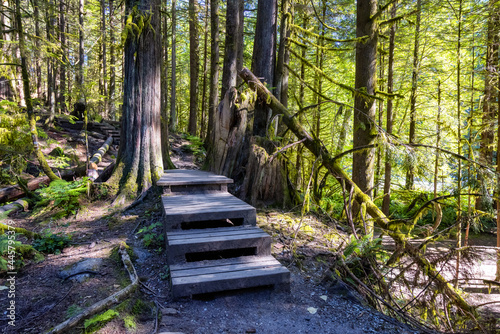 Lynn Canyon Park  North Vancouver  British Columbia  Canada. Beautiful Wooden Hiking Trail in the Rainforest. Sunny Summer Morning.