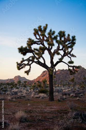 Joshua tree in in the desert