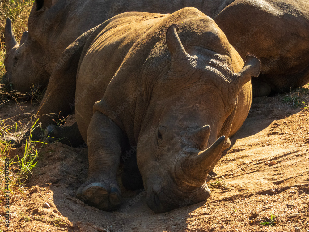 Fototapeta premium rhino in the wild
