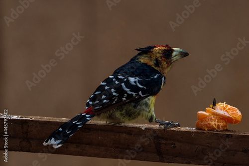 bird on a branch