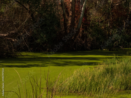 lake in the park