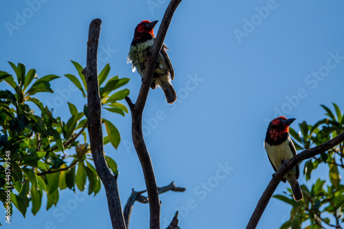 bird on a branch