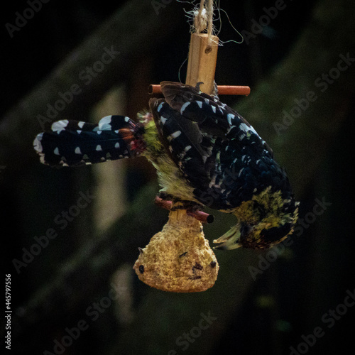 butterfly on leaf