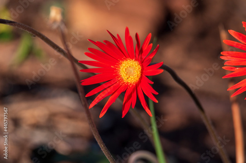 red and white flower