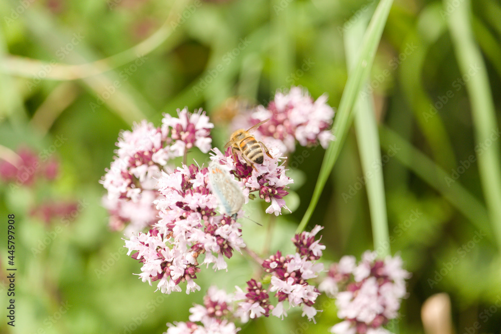 Schmetterlinge Schmetterlinge