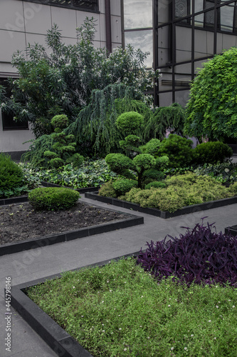 exterior plants design with evergreen flora