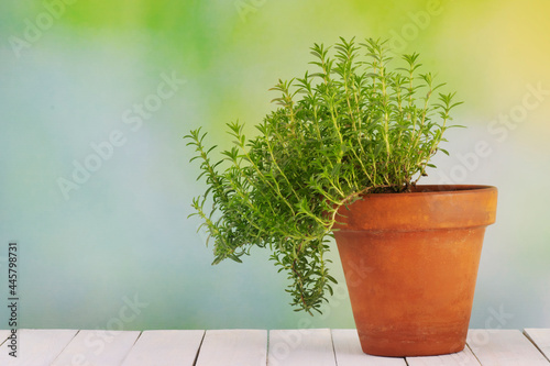 Foto Tarragon (Artemisa Dracunculus) plant in a pot over a wooden white table with bl
