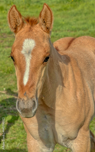 Herd of Ranch horses in Colorado  mares  foals  stallion