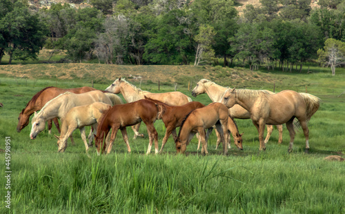 Herd of Ranch horses in Colorado, mares, foals, stallion © Dana