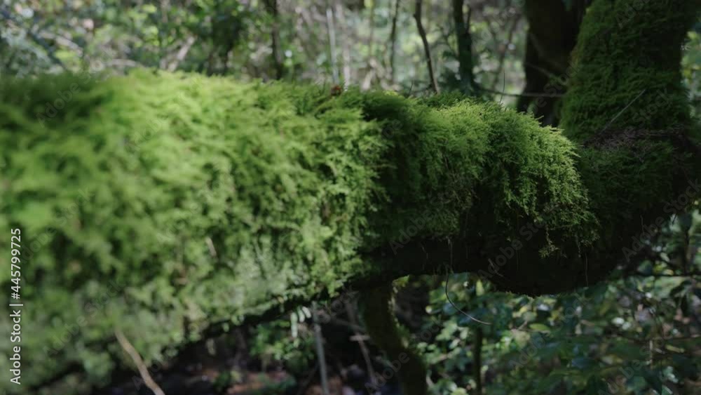 Mossy Jungle Vine on trees in Daisen National Park, Japan Mossy Jungle Vine on trees in Daisen National Park, Japan