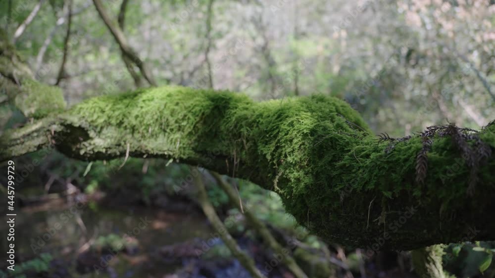Overgrown mossy vine in Jungle River Scene, Tottori Japan Overgrown mossy vine in Jungle River Scene, Tottori Japan