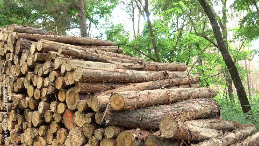 Slow pan from big wood tree log or timber stack in the forest to trees with sky Slow pan from big wood tree log or timber stack in the forest to trees with sky