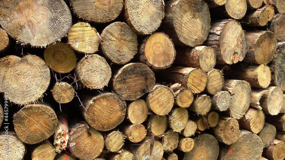 Left to right pan over big wood tree log or timber stack in the forest Left to right pan over big wood tree log or timber stack in the forest