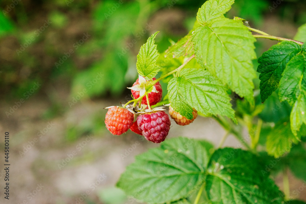 Raspberry (Rubus Idaeus) plant with ripe berries growing in a garden.. Close up macro view with blurred background and copy space