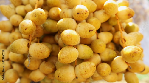 A bunch of fresh yellow dates. Background of the Middle Eastern cultivar Barhee or Barhi (Phoenix dactyifera L.), a healthy fruit suitable for eating fresh. Selective focus photo