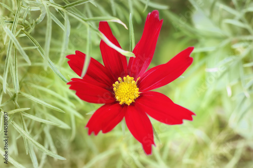 Red flower close up