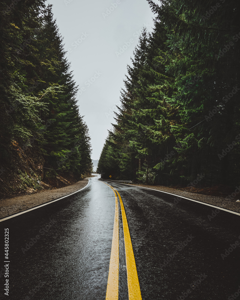 Obraz premium road in the forest