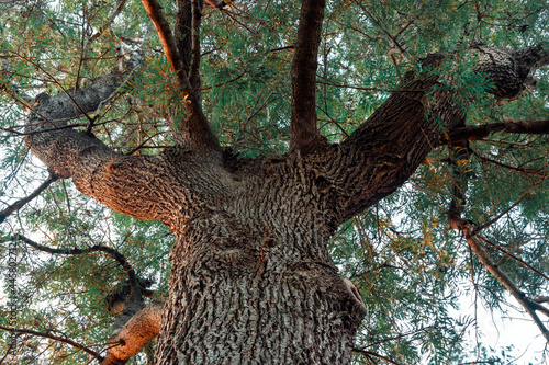 Southern silky oak (Grevilea Robusta). Nadir photography of this big tree.
