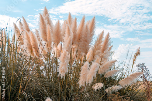 Pampa Grass (Cortaderia selloana). Wild grass growing in a field with sky in the background photo