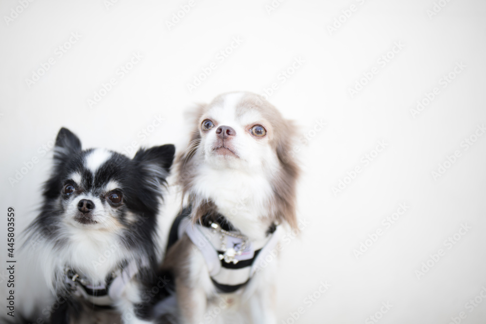 group of puppies