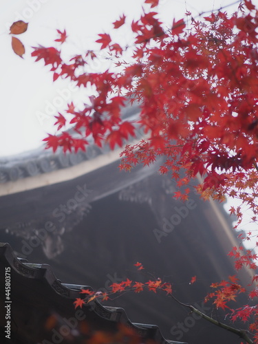 紅葉とお寺の屋根