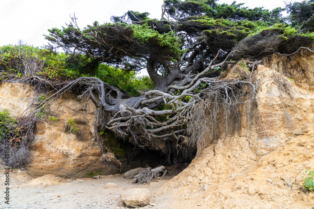 The Tree of Life along the Washington coastline of the Pacific Ocean, in Olympic National Park The Tree of Life along the Washington coastline of the Pacific Ocean, in Olympic National Park