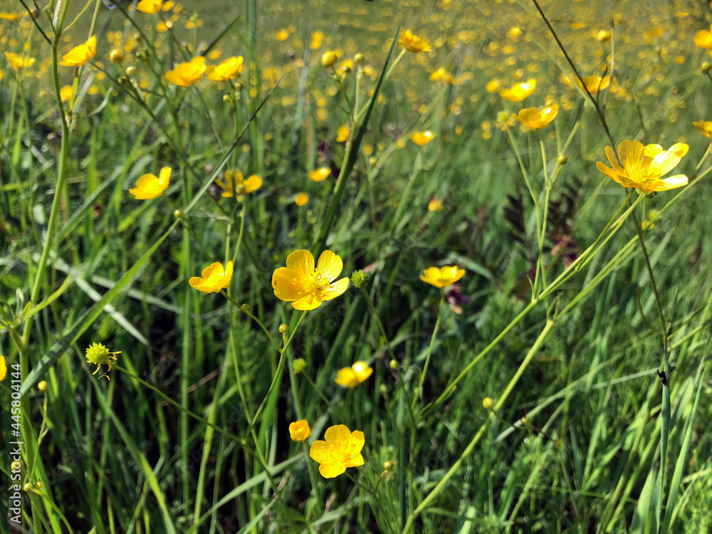 A large field with yellow small buttercup flowers A large field with yellow small buttercup flowers