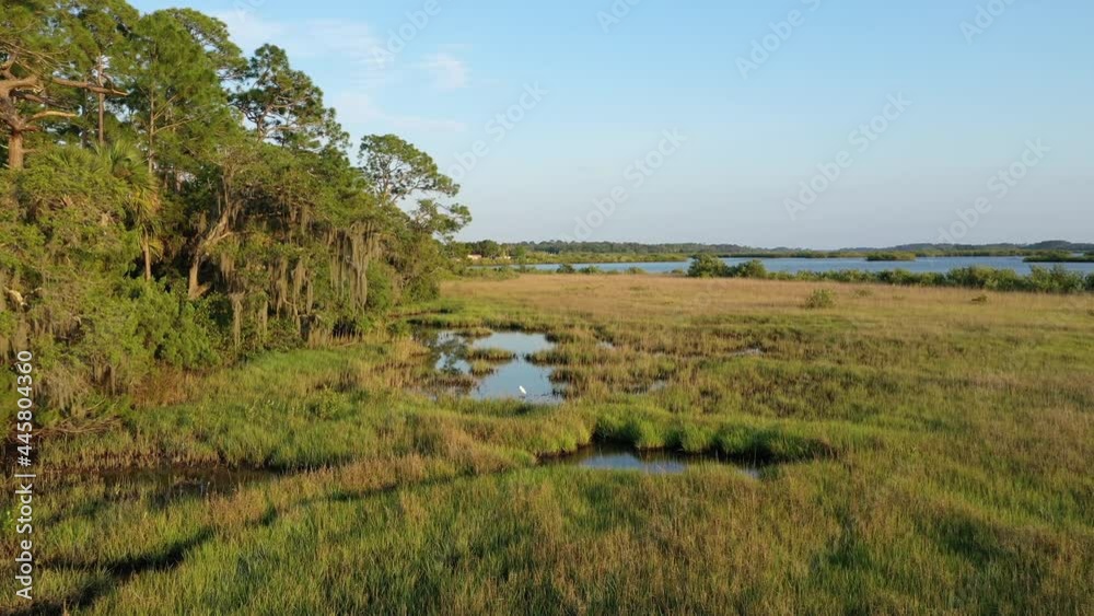 Aerial approaching a white Great Egret ( Ardea alba) standing in a small pool surrounded by salt marsh grasses and live oak trees. Spruce Creek Preserve, Port Orange, Florida. Aerial approaching a white Great Egret ( Ardea alba) standing in a small pool surrounded by salt marsh grasses and live oak trees. Spruce Creek Preserve, Port Orange, Florida.
