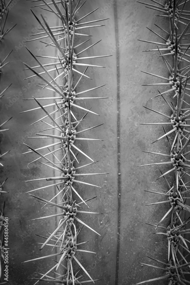 Cactus in the park, natural light background
