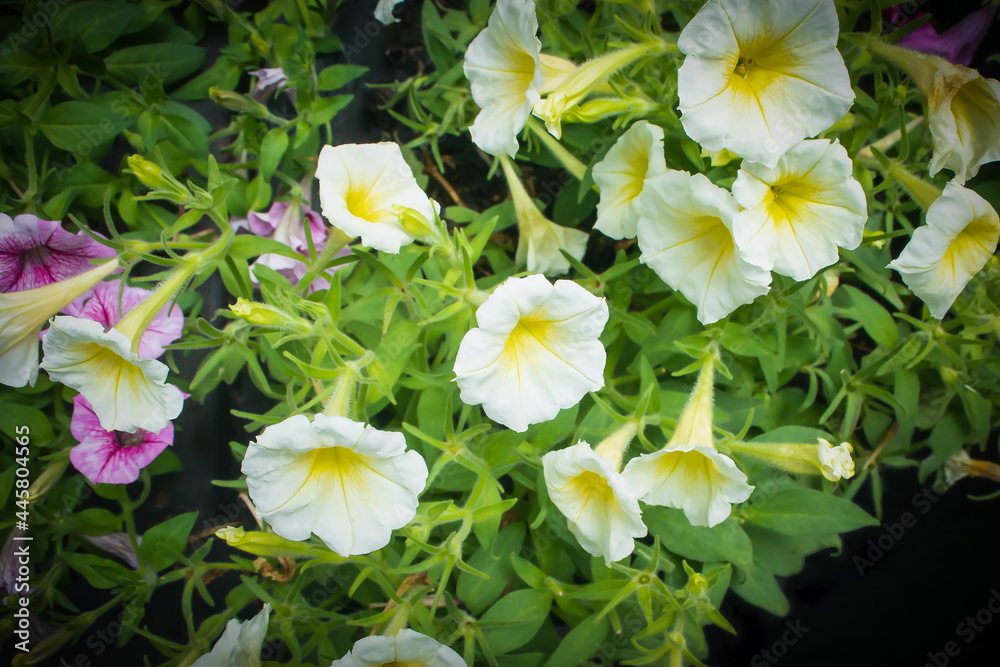 Close up of beautiful flowers blooming in the garden on spring green background