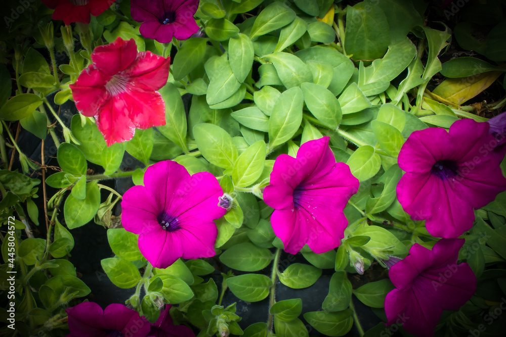 Close up of beautiful flowers blooming in the garden on spring green background