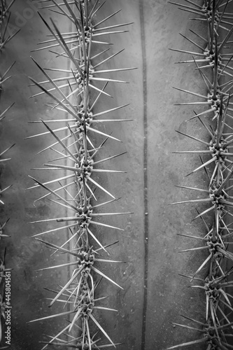 Cactus in the park, natural light background