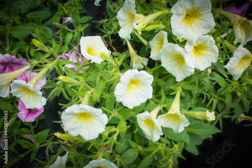 Obraz na płótnie Close up of beautiful flowers blooming in the garden on spring green background w salonie