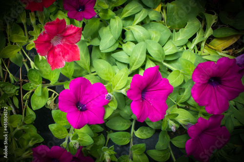 Obraz na płótnie Close up of beautiful flowers blooming in the garden on spring green background w salonie