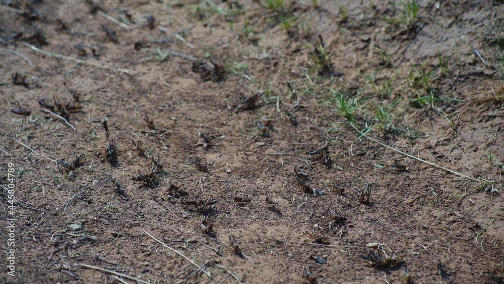 Desert Locust Attack Fields and Lands Desert Locust Attack Fields and Lands