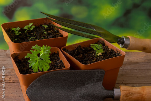 Wormwood (Artemisia Absinthium) seedling growing in pots. with garden tools over a wooden table. and blurrd background. Close up view with coipy space and selective focusing. photo