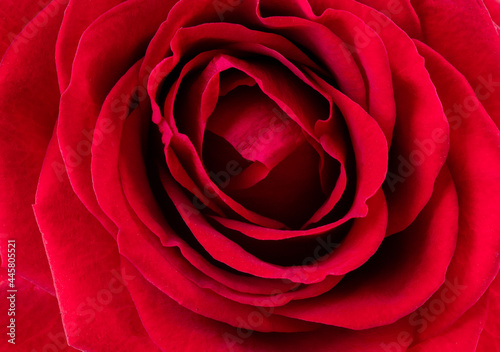 Red rose flower close-up . Low key beautiful blooming rose picture for decoration. Single lush rose head. Bouquet floral freshness  symbol of love  Valentine and anniversary. Depth of field  abstract 