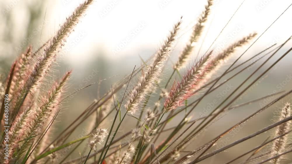 ears of wheat in the field ears of wheat in the field