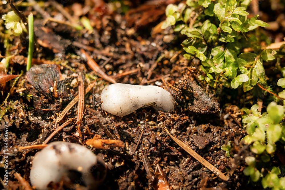 Ghost Pipe flower just emerged from the ground in forest. Unusual waxy white non-photosynthetic forest flower, known as Indian pipe, Corpse Plant, Ice Plant (Monotropa uniflora). Selective focus. Ghost Pipe flower just emerged from the ground in forest. Unusual waxy white non-photosynthetic forest flower, known as Indian pipe, Corpse Plant, Ice Plant (Monotropa uniflora). Selective focus.