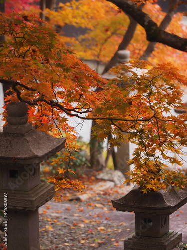 紅葉とお寺の庭