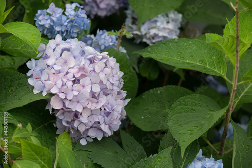 Summer hydrangea